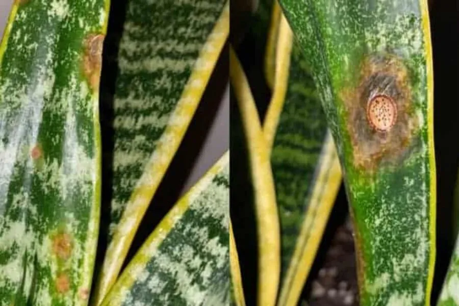 Côn trùng tấn công gây nên những đốm vàng trên lá cây lưỡi hổ
