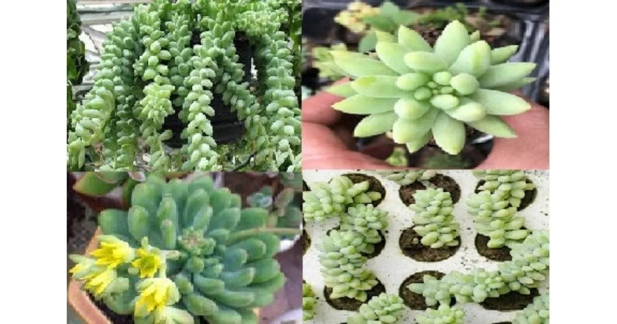 công dụng thanh lọc không khí sen đá chuỗi ngọc bi