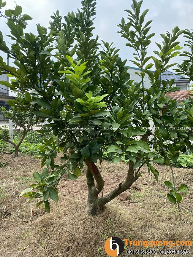 gioi-thieu-ve-cay-buoi-dien