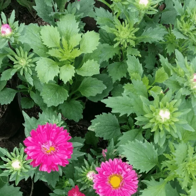 những cây hoa cúc magic xinh đẹp