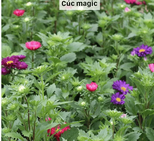 magic nở hoa khoe sắc mọi nơi
