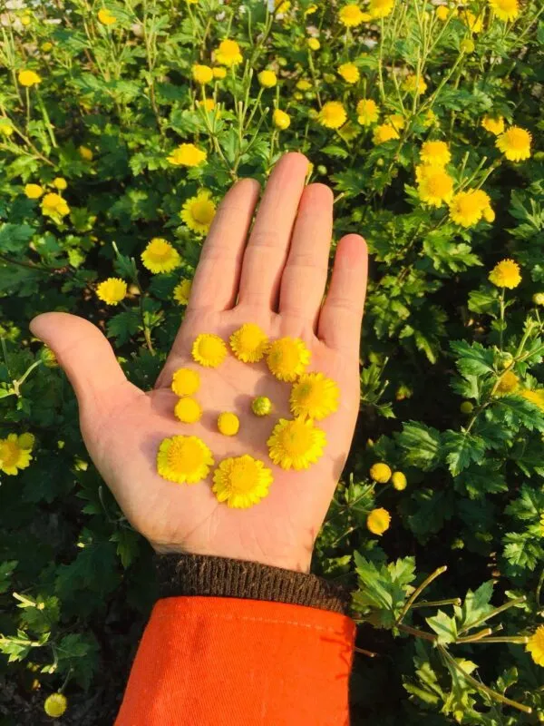 Hoa Cúc Chi trắng đang được trồng trên luống đất tươi xốp giàu dinh dưỡng