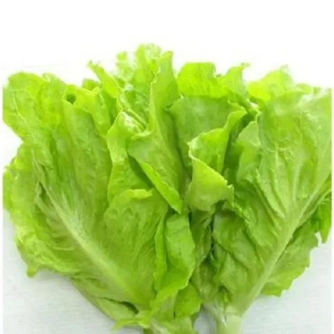 Chậu xà lách butterhead đang được trồng trên ban công với lớp lưới che nắng mỏng để giảm cường độ ánh sáng trực tiếp