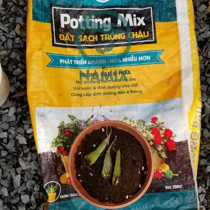 Tình trạng củ giống mua về để chuẩn bị cho việc trồng lan