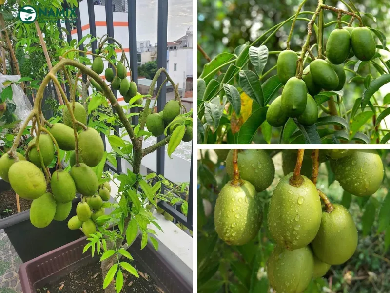 Đặc điểm hình thái lá và thân của cây cóc ta