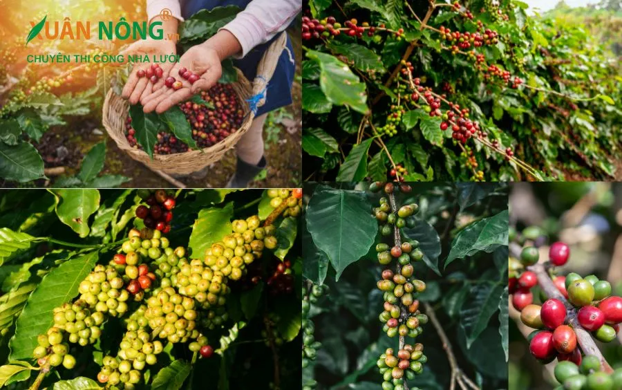 Cây cà phê dây có đặc điểm cành rủ, nhiều quả, cho phép trồng với mật độ cao hơn