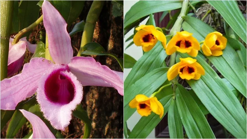 So sánh lan Phi Điệp tím và Phi Điệp vàng