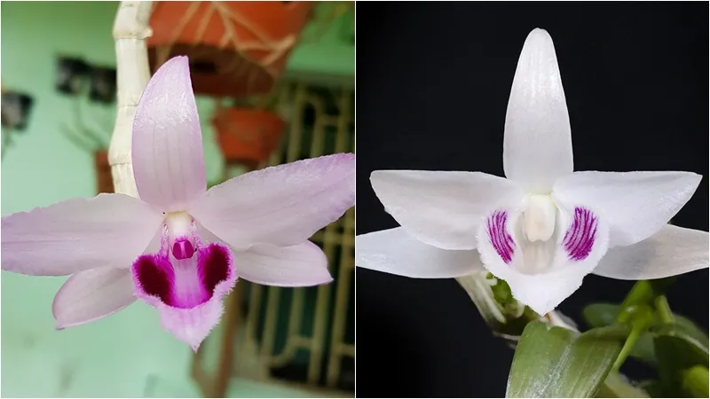 Phân biệt lan Phi Điệp đột biến với loại thường