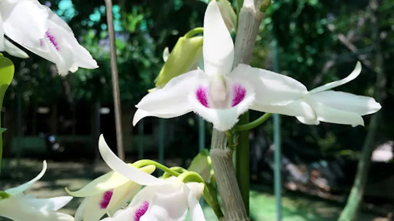 Giống lan Phi Điệp 5 cánh trắng Phú Thọ
