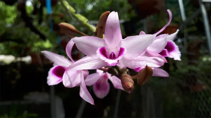 Kỹ thuật chuẩn bị giá thể và trồng lan Phi Điệp