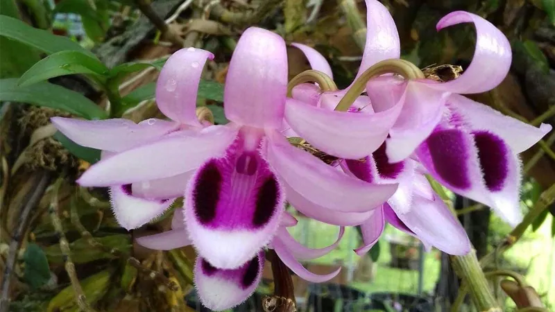 Phương pháp chăm sóc lan Phi Điệp theo mùa