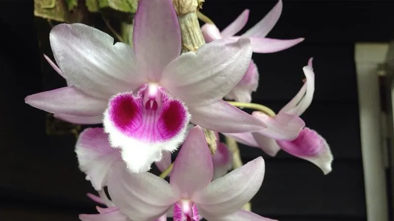 Nơi mua bán giống lan Phi Điệp uy tín