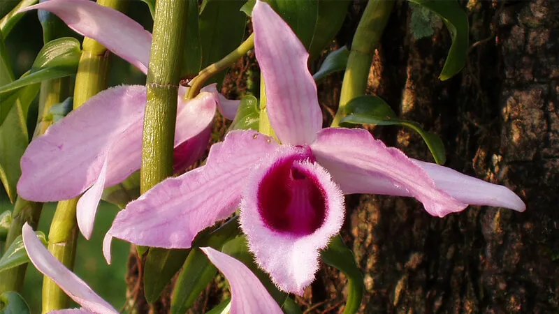 Đặc điểm nhận dạng lan Phi Điệp tím