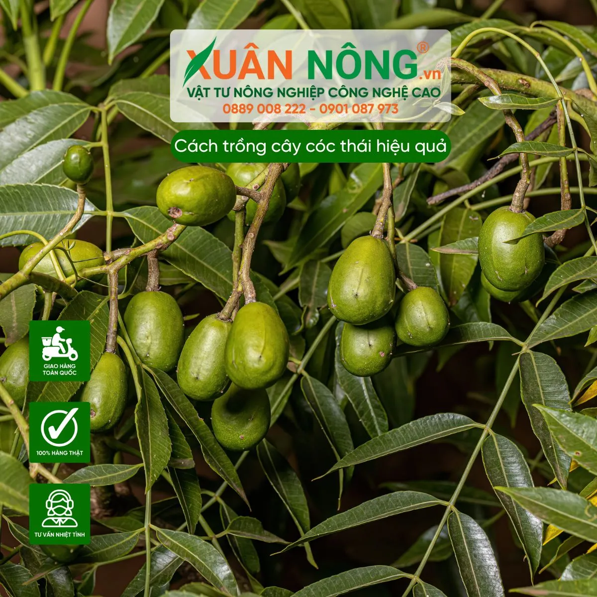 Đặc điểm hình thái và sinh thái của cây cóc thái