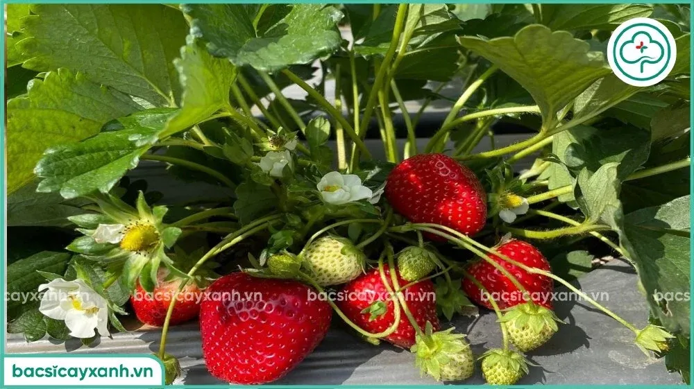 Đặc điểm sinh trưởng của cây dâu tây trong điều kiện ánh sáng tốt