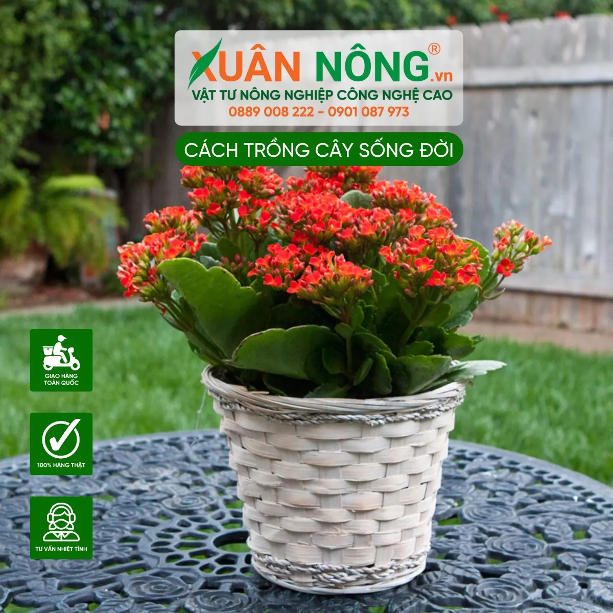 Đặc điểm tổng quát về các loại cây Sống Đời phổ biến ở Việt Nam