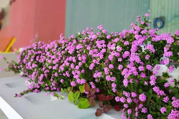 Đặc điểm chi tiết của lá và hoa ngũ sắc tím rủ