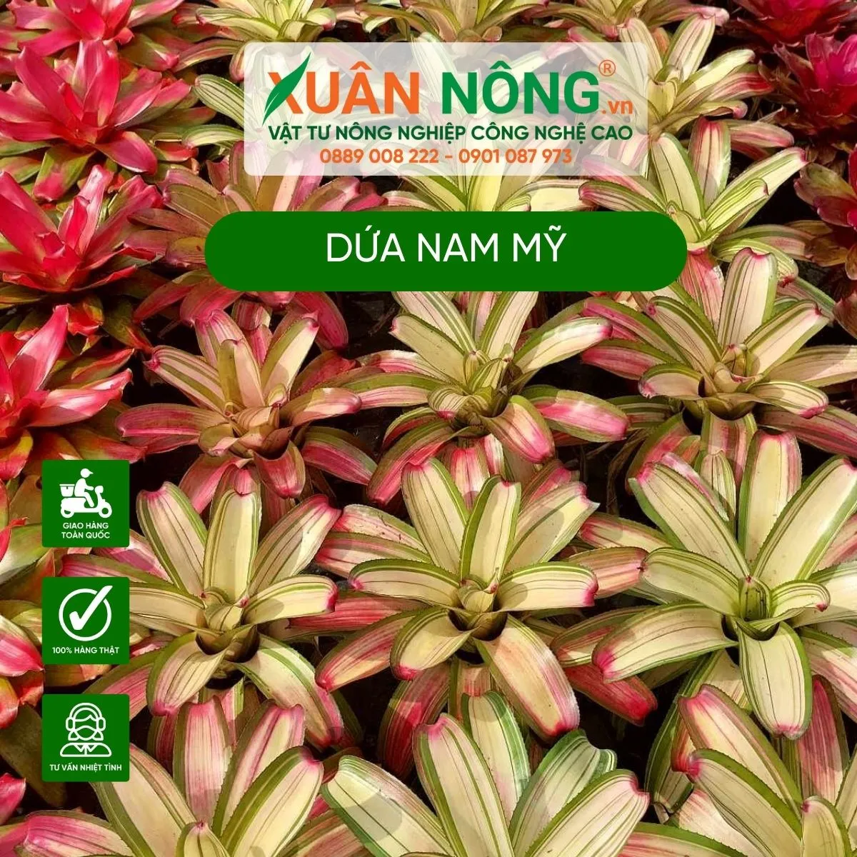 Alt text: Hình ảnh minh họa đặc điểm sinh trưởng và chồi non của dứa Nam Mỹ