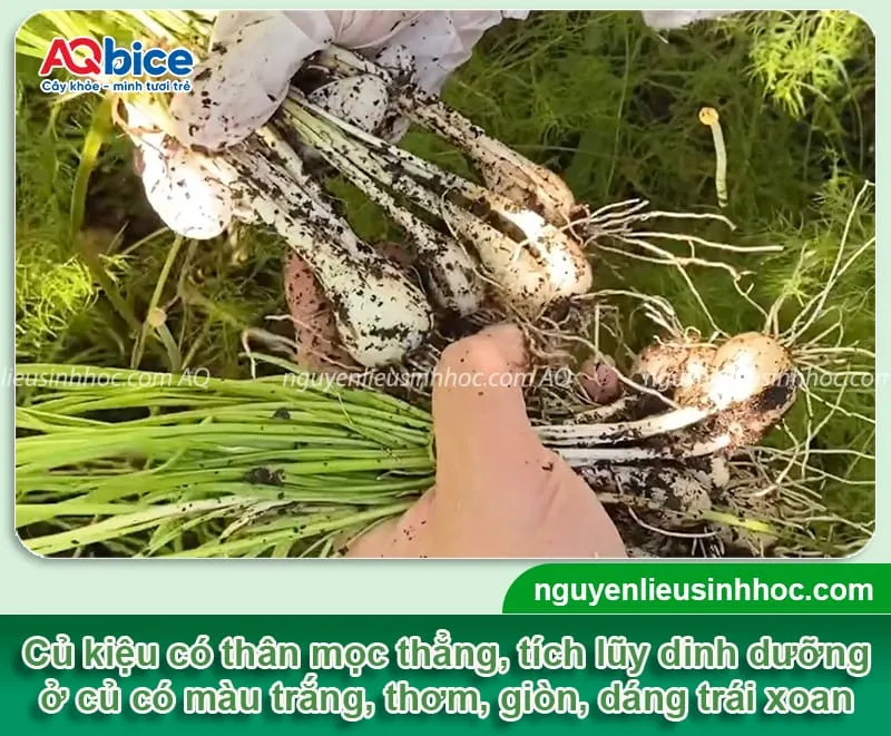 Hình thái của củ kiệu với phần củ trắng, rễ mọc ngay dưới, và lá thân thẳng