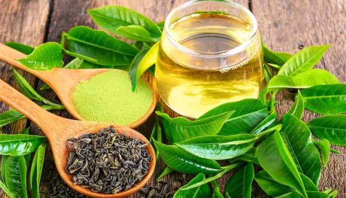 Đặc điểm nổi bật và công dụng của cây trà xanh trong y học