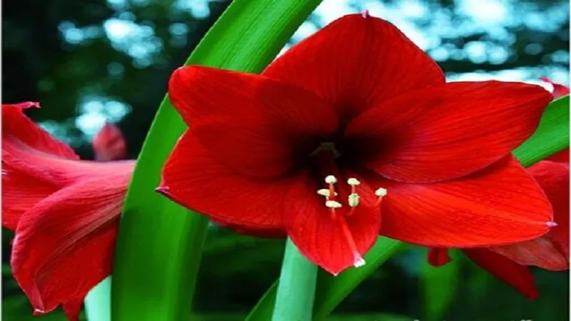 Đặc điểm sinh học của hoa huệ đỏ (Hippeastrum) với thân rỗng và hoa hình loa kèn
