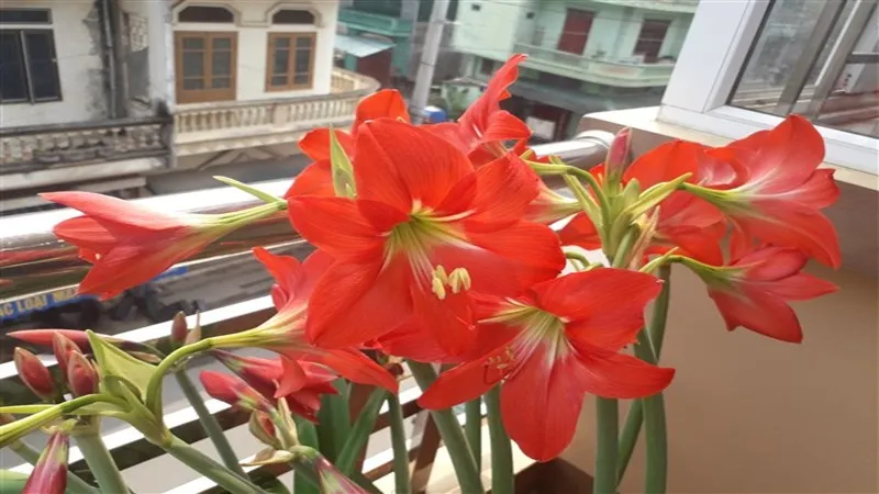 Chăm sóc hoa huệ đỏ cần tăng lượng nước tưới khi chồi nhú 10cm và bón phân lá khi cây thiếu dinh dưỡng