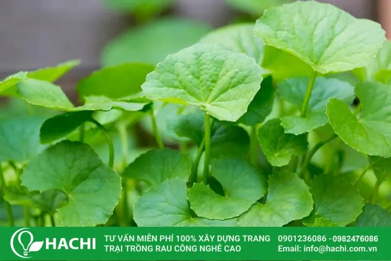 Rau má là loại cây thân thảo, mọc bò trên mặt đất, có lá hình tròn hoặc hình quạt