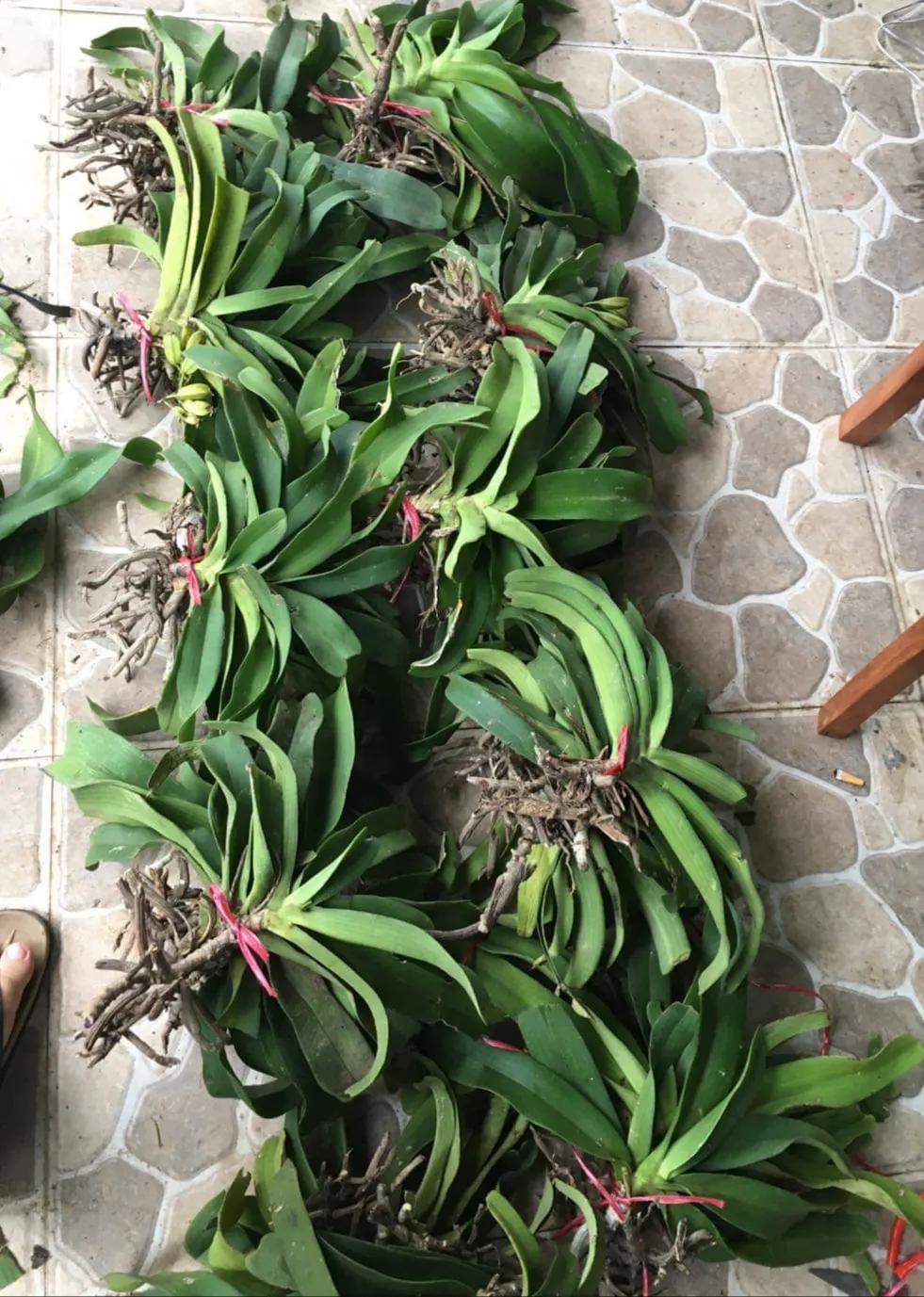 Cây Đai Châu rừng đang phát triển ổn định trên giàn lan