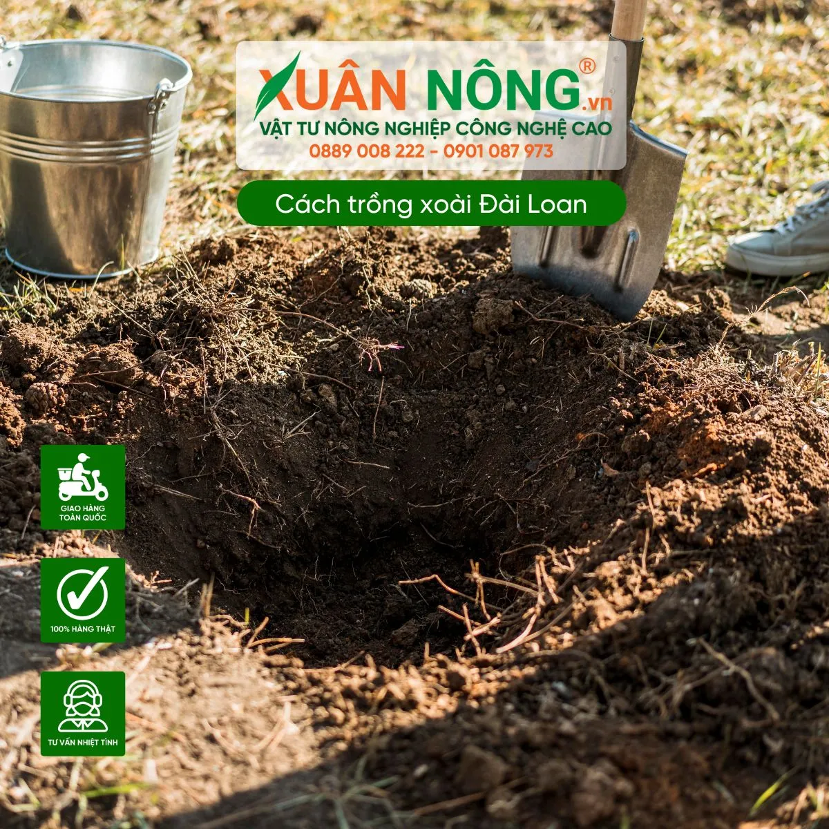 Kỹ thuật đào hố và chuẩn bị đất trồng xoài Đài Loan theo tiêu chuẩn