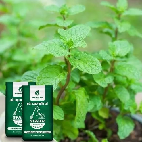 Sản phẩm đất sạch hữu cơ chuyên dùng để trồng rau thơm tại nhà