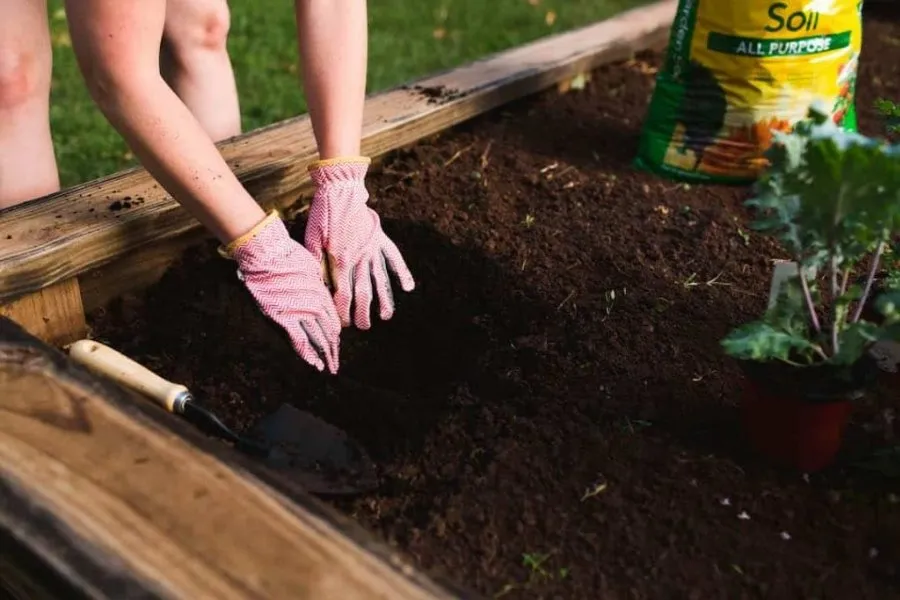 Đất Thịt Giàu Dinh Dưỡng Dùng Để Trồng Cây Ăn Quả Trên Sân Thượng