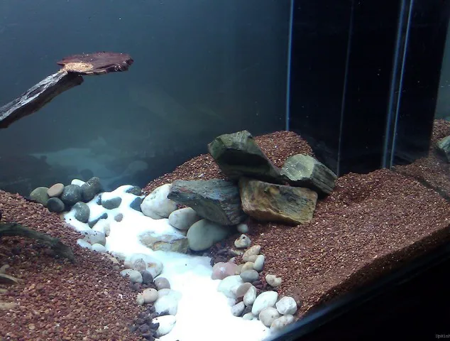 Cảnh quan bể thủy sinh low-tech với nhiều loại cây bám rễ trên đá và lũa