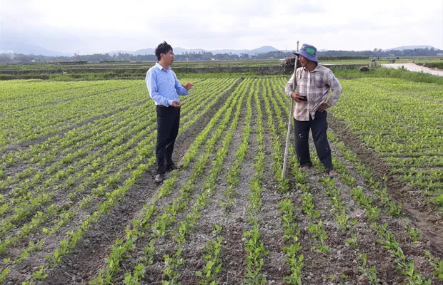 Tiêu chuẩn và cách chuẩn bị đất trồng đậu phộng lý tưởng