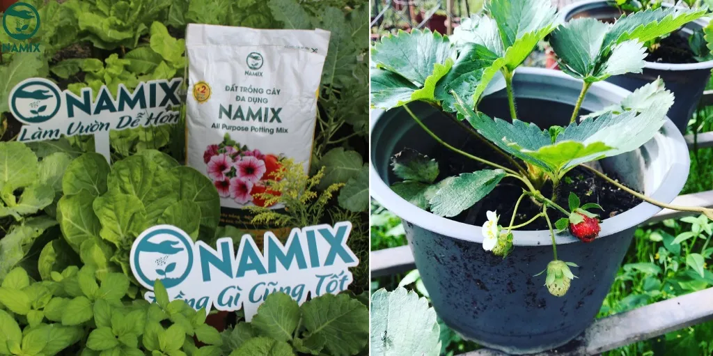 Đất trồng dâu tây giàu dinh dưỡng cho quả to