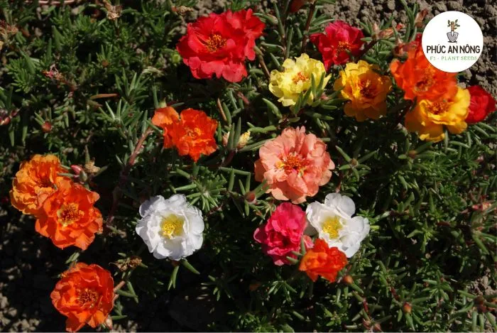 Chuẩn bị đất trồng tơi xốp cho cách trồng hoa mười giờ nhanh ra hoa