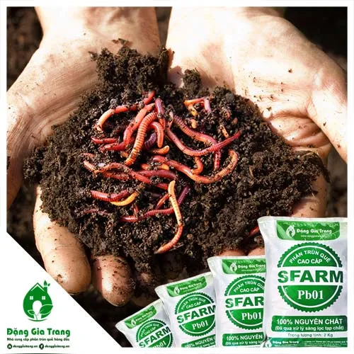 Hỗn hợp đất trồng rau sạch đang được trộn với phân trùn quế và giá thể