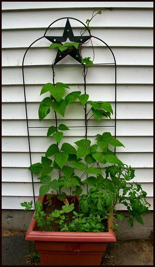 Làm giàn trồng đậu đũa