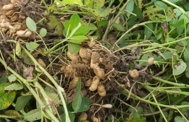 Vùng trồng đậu phộng trọng điểm và cách trồng đậu phộng theo mùa vụ