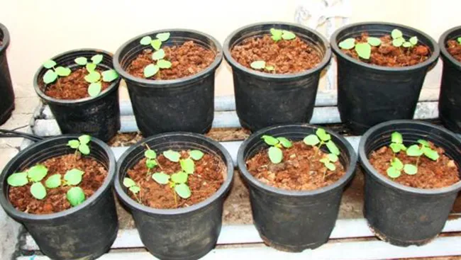 Cây đậu bắp con nảy mầm khỏe mạnh sau khi gieo trồng trong chậu nhựa