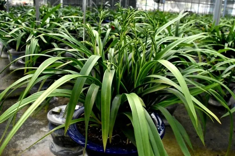 Địa lan Hoàng Vũ nở rộ với cánh hoa vàng óng ánh