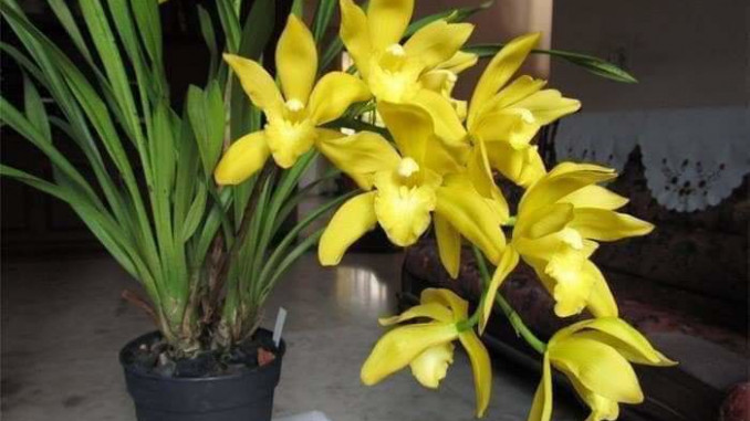 Cách Trồng Lan Cát: Hướng Dẫn Kỹ Thuật Địa Lan Hương Cát Cát Toàn Diện