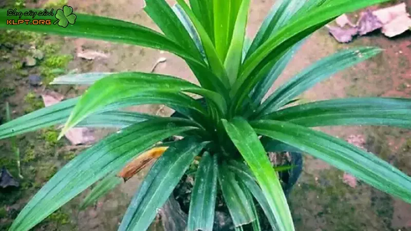 Môi trường và đất đai lý tưởng cho việc trồng cây lá nếp