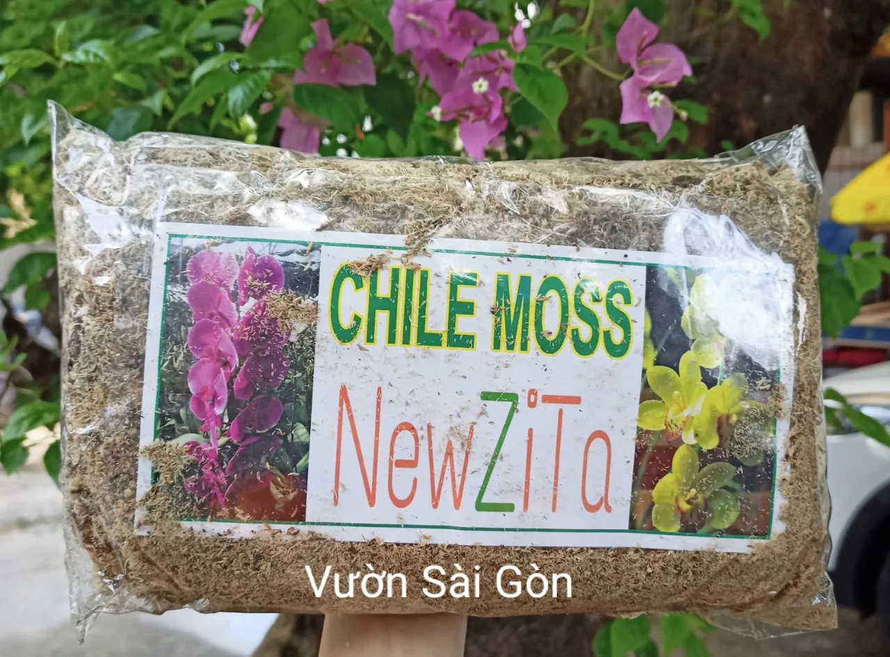 Dớn trắng trồng lan nhập khẩu, thường dùng kết hợp với than củi