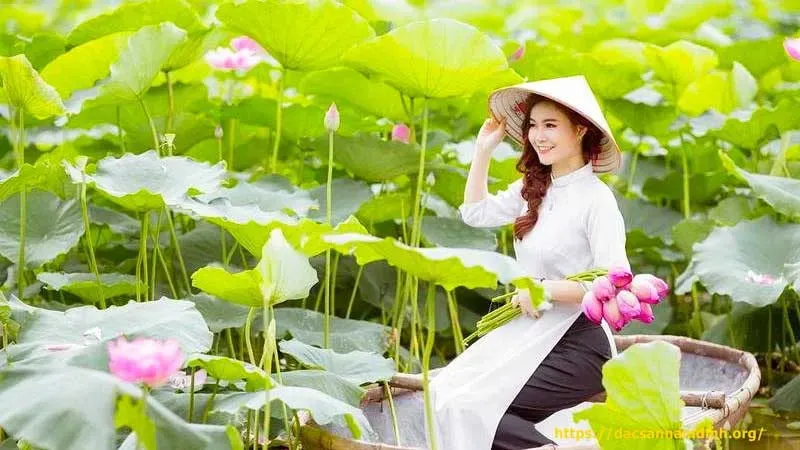 Đồng Sen Tháp Mười Đồng Tháp nở rộ, trải nghiệm miền Tây mùa nước nổi tháng 10 11