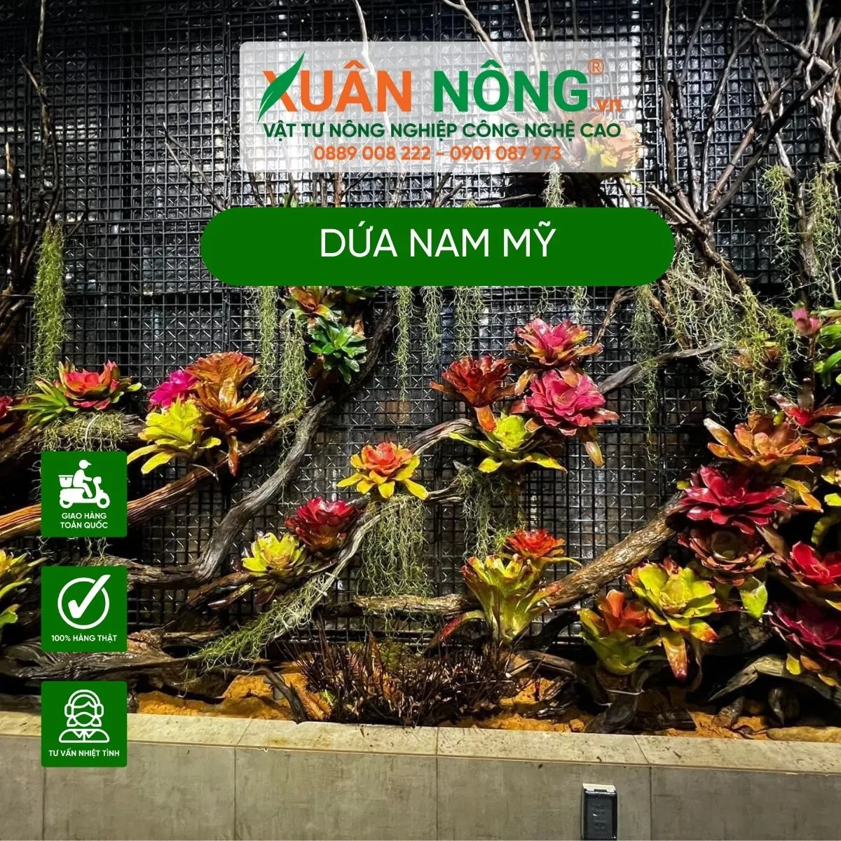 Alt text: Cận cảnh lá dứa Nam Mỹ màu xanh có viền màu đỏ đậm