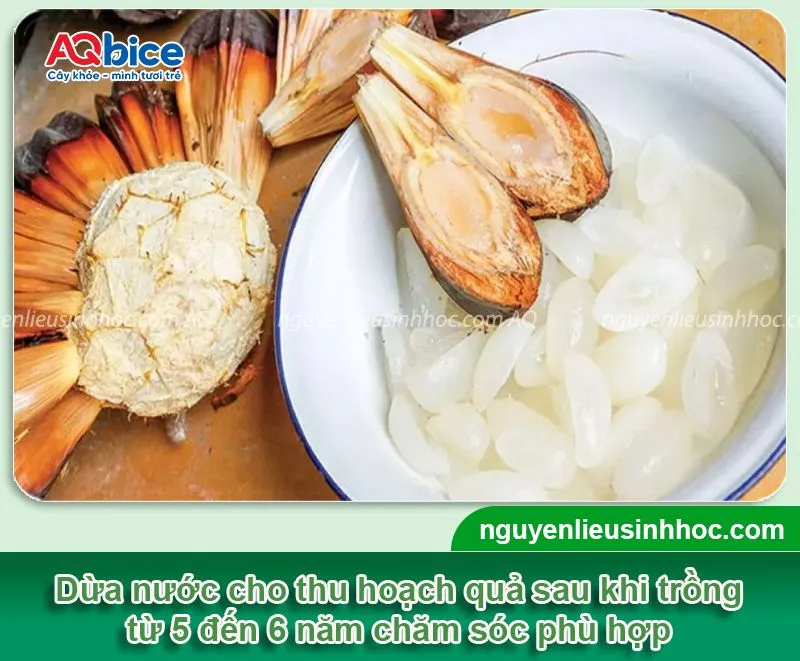 Thời gian từ khi trồng dừa nước đến khi cho trái và thu hoạch