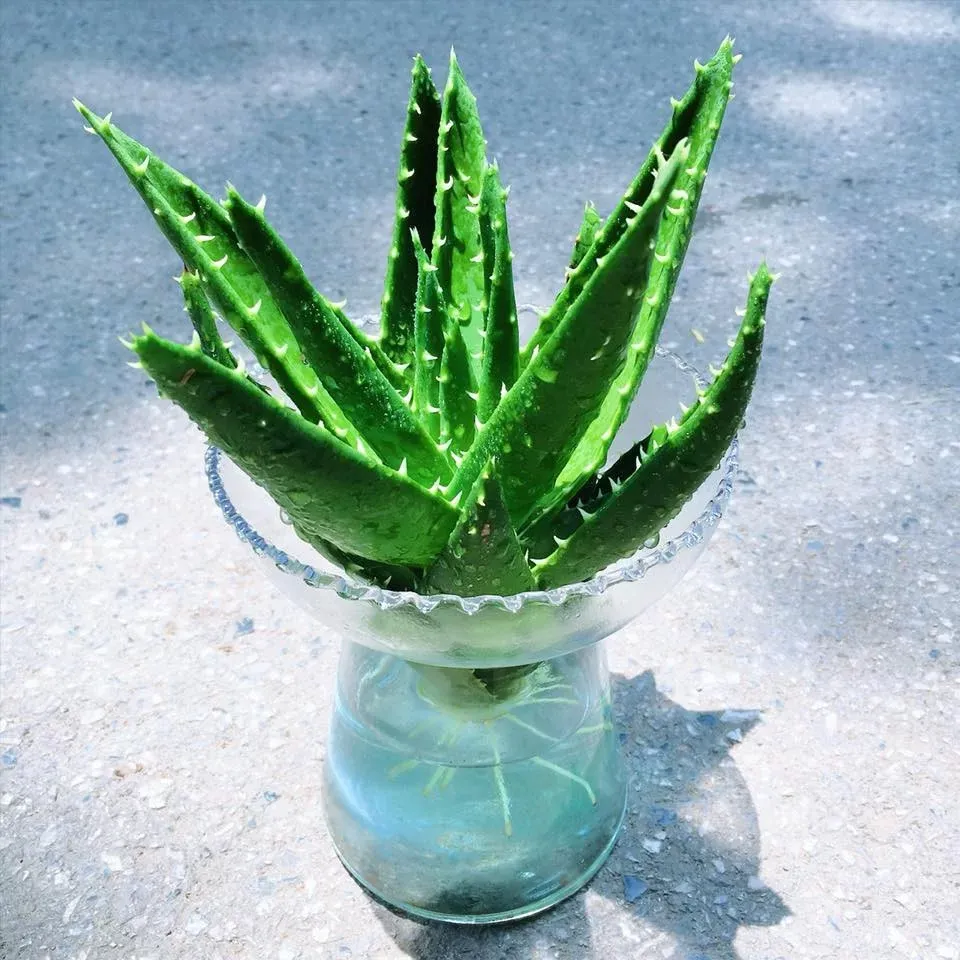 Sử dụng chậu cây nha đam thủy sinh nhỏ xinh để trang trí và làm đẹp cho không gian làm việc