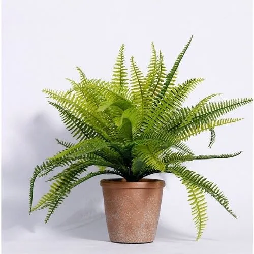 Cây dương xỉ lá kép xanh tươi, biểu tượng cho sự thịnh vượng và may mắn