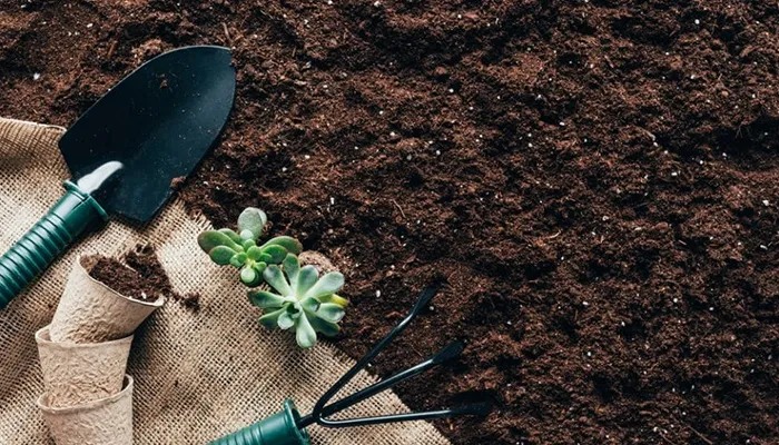 Kỹ thuật găm nhánh hoa mười giờ vào đất, một phương pháp trồng đơn giản