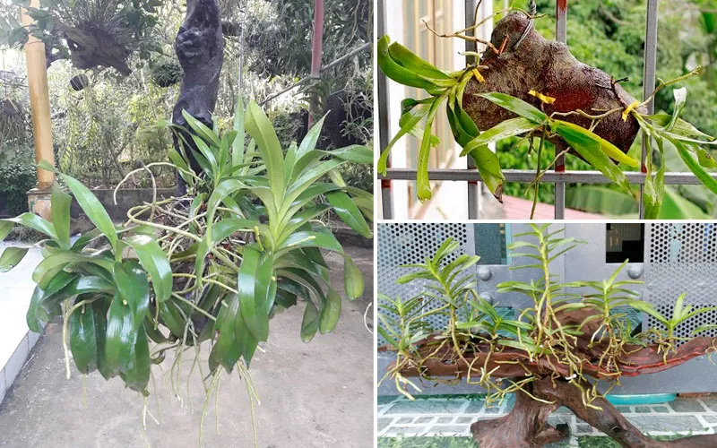 Kỹ thuật ghép lan Giáng Hương Tam Bảo Sắc lên giá thể gỗ chắc chắn